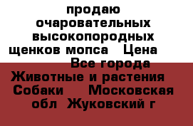 продаю очаровательных высокопородных щенков мопса › Цена ­ 20 000 - Все города Животные и растения » Собаки   . Московская обл.,Жуковский г.